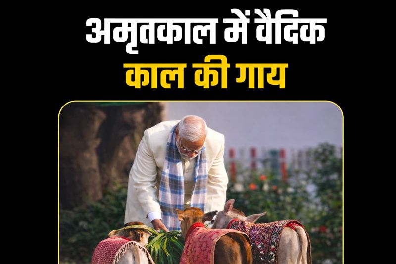 punganur-cow-vedic-era